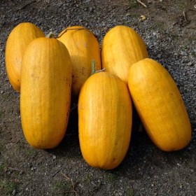 Sucrine de Champtoceaux sütőtök - francia tájfajta